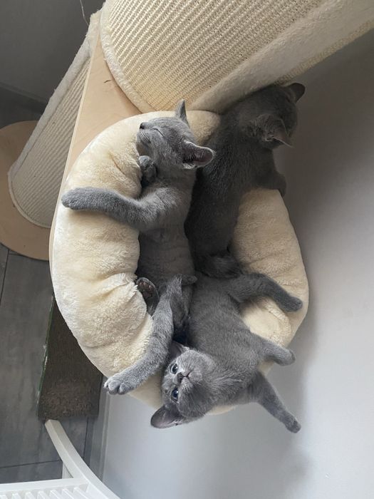 Kocurek Rosyjski Niebieski