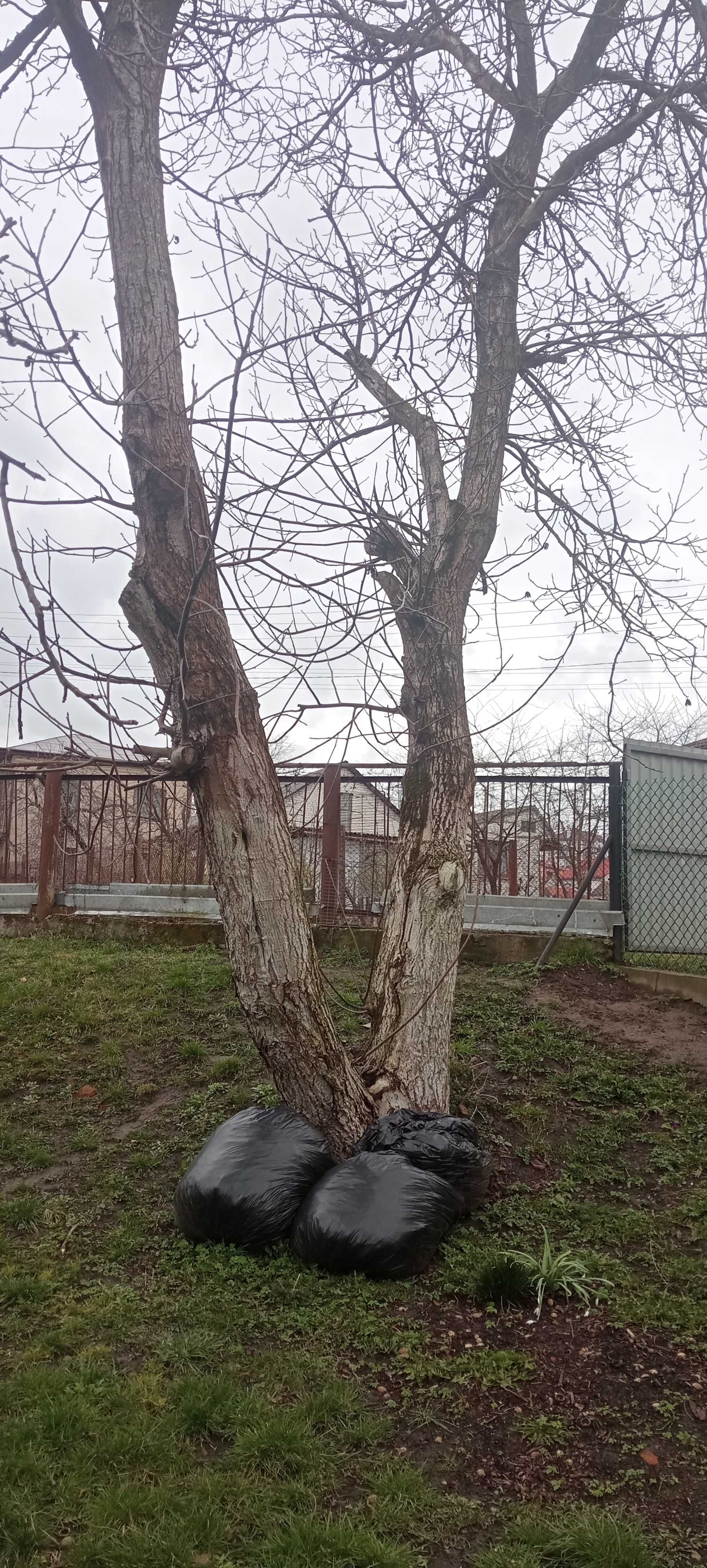 Грецький горіх - на дошку, меблі, дрова