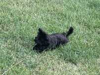 York czarny Black Yorkshire Terrier - nie wybarwi się.