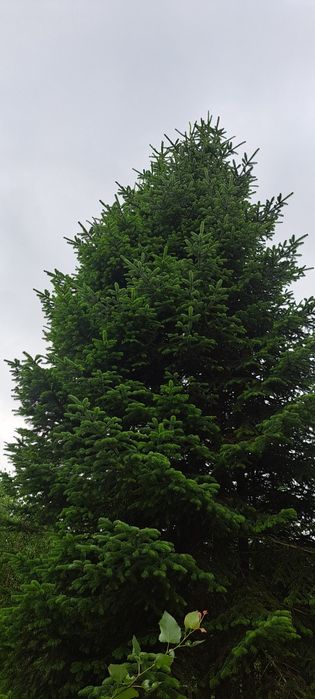 Jodła kaukaska polska plantacja