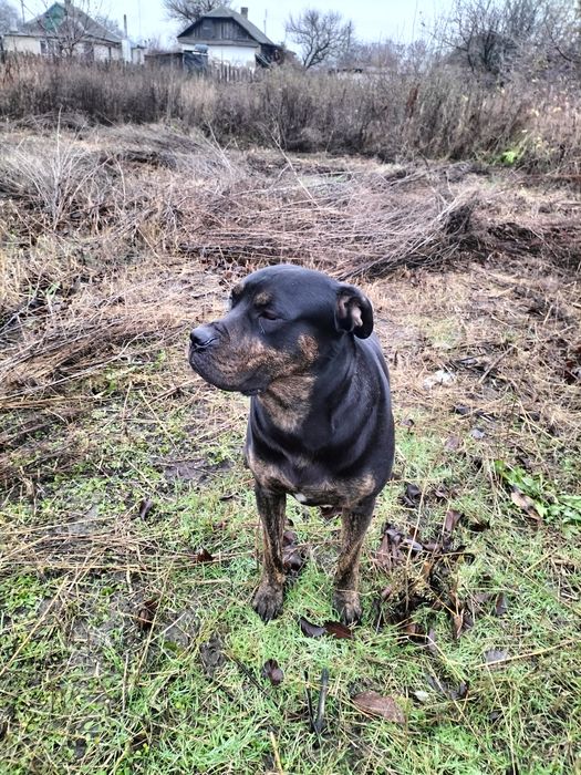 Малодой кабель,ищет свою невесту,заплатим вам