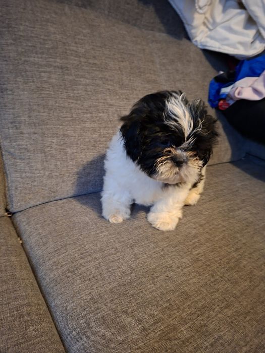 Pieski shih tzu.