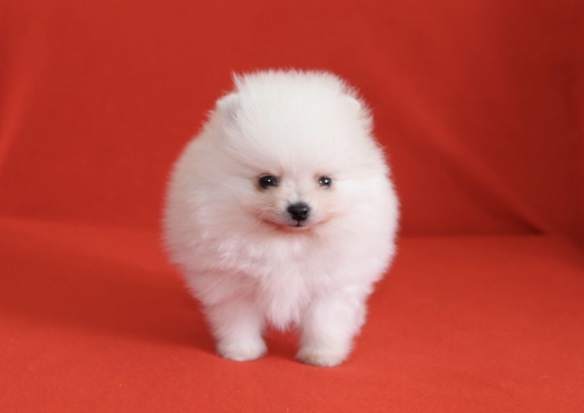 Lulu da Pomerânia Maravilhoso LOP e Afixo