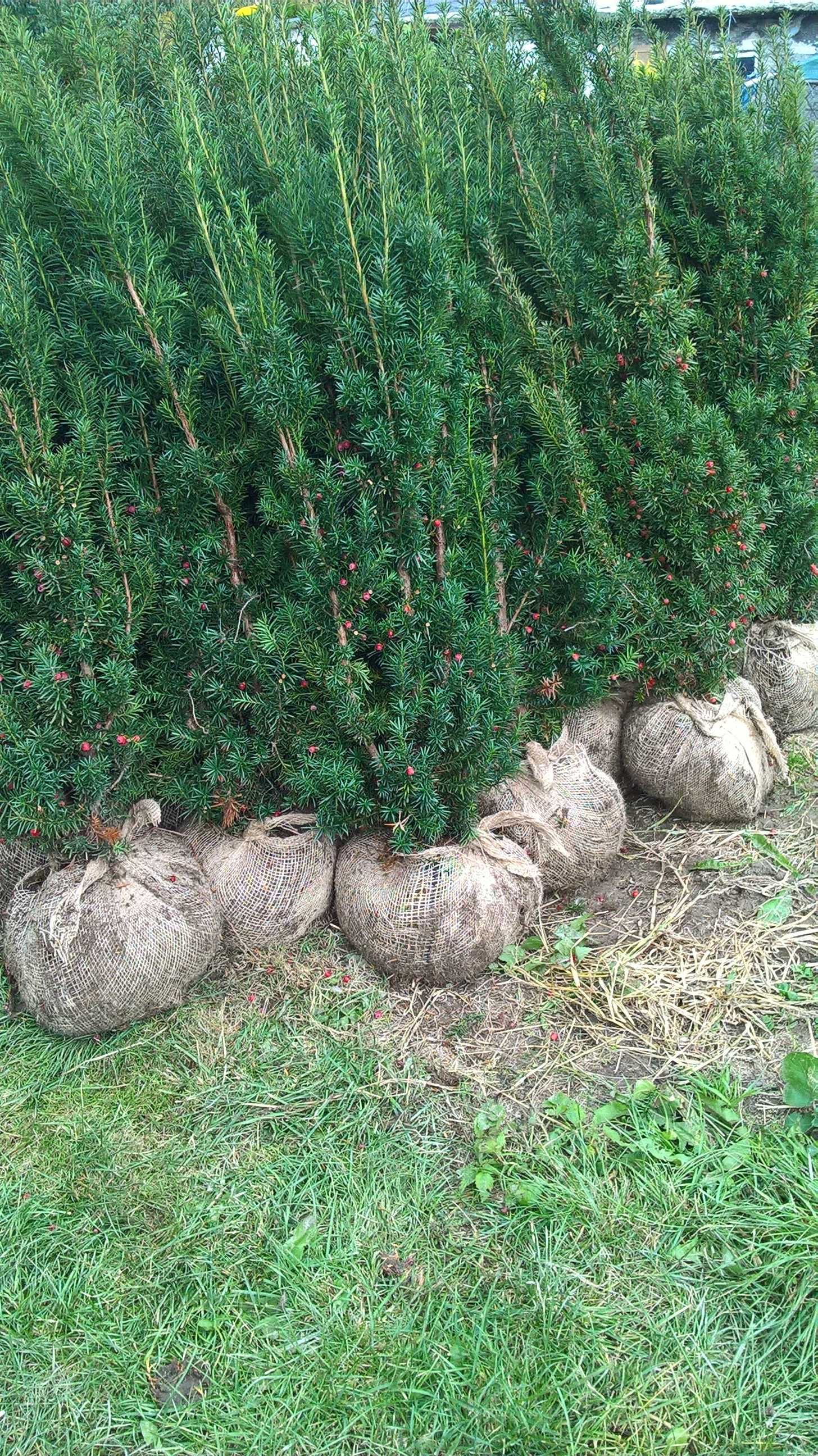 Tani Gotowy Żywopłot Cis Hicksii