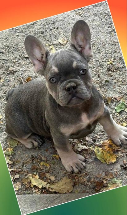 Голубые французики! Девочка мини размер!