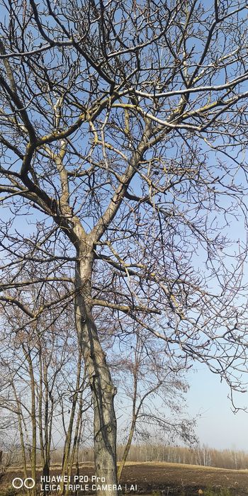 Orzech na pniu sprzedam