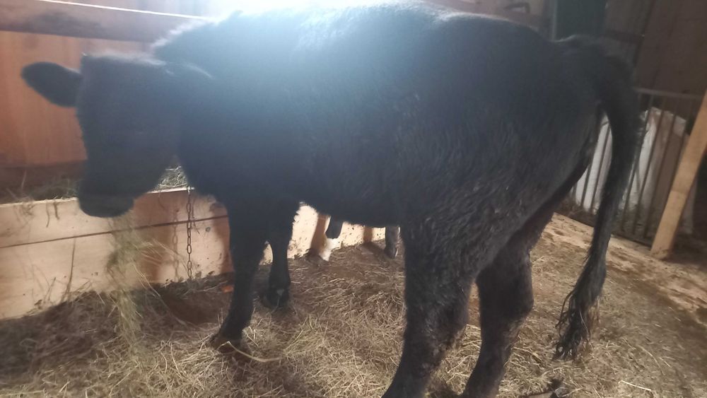 Продам теличку на тримання