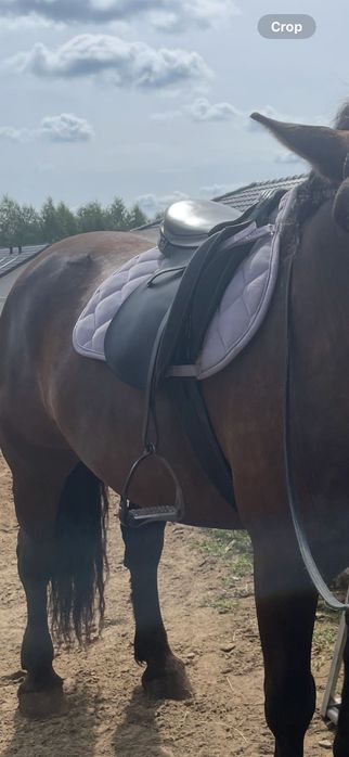 Eskadron silk purple cotton pad