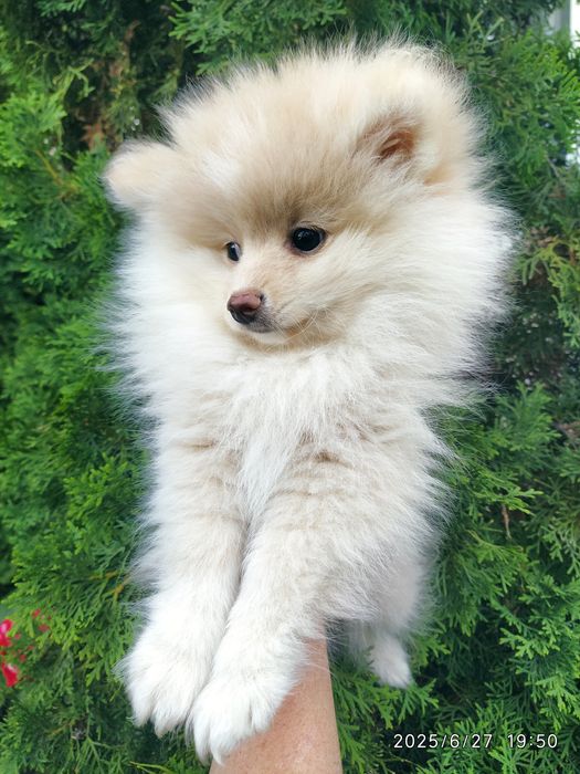 Шпицы мальчик и миниатюрная девочка