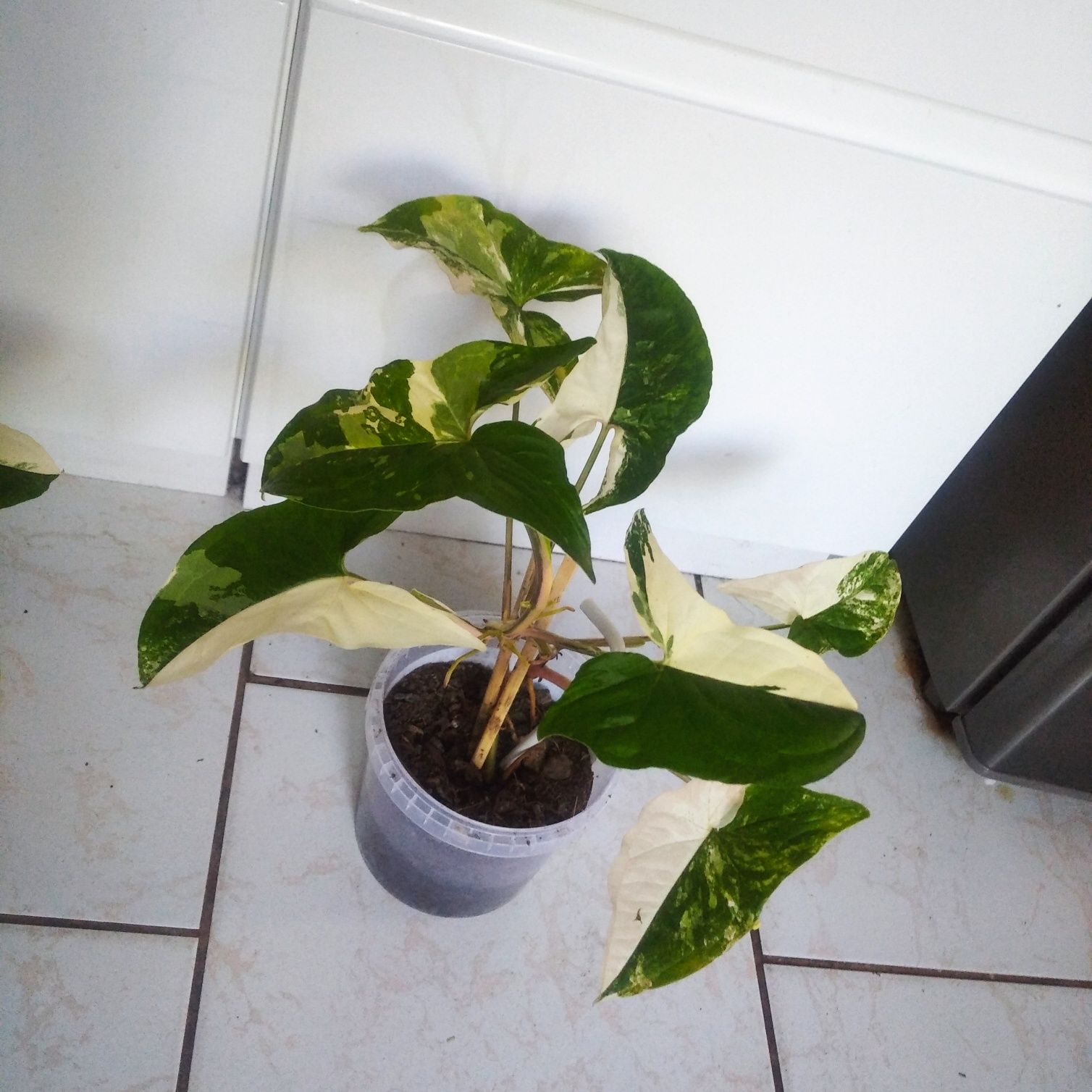 Syngonium Emerald gem veriegata