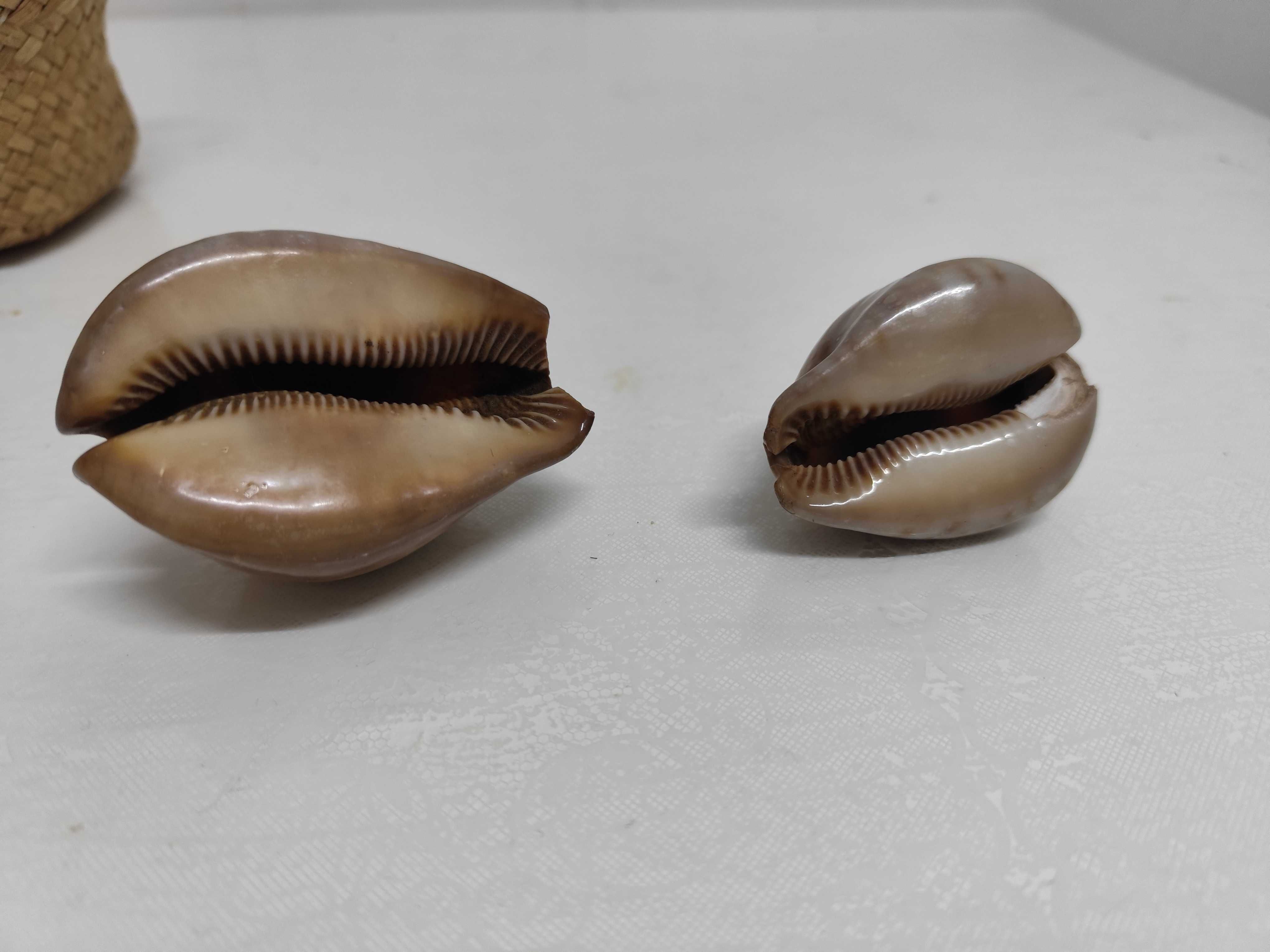 2 conchas lindas de origem africana raras