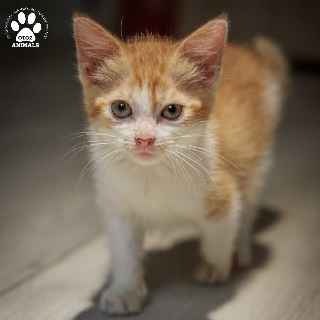 Malutka ruda kotka do adopcji! Poznajcie Sophie!