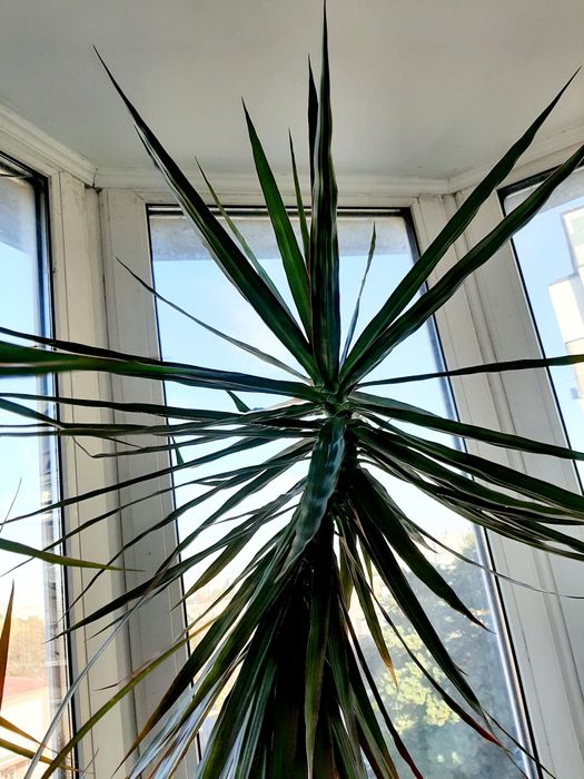 Драцена  вузьколистна  2,3 м.