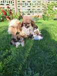 Piękne szczeniaki!!! Zapraszam do rezerwacji! Pekinczyk, nie shih tzu