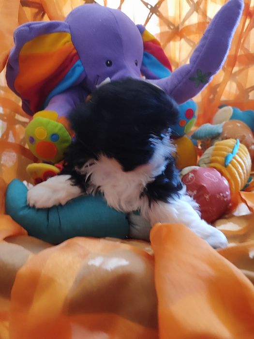 Shih tzu dziewczynka