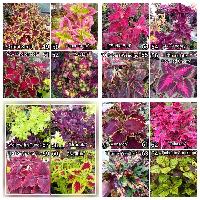 Колеуси зріз та вкорінені частина 1