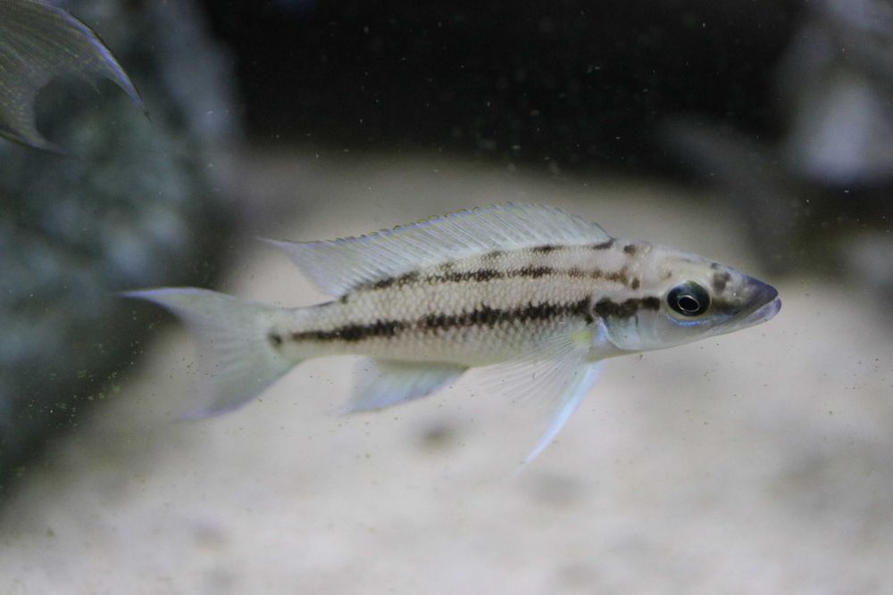 Neolamprologus longicaudatus - Tanganika