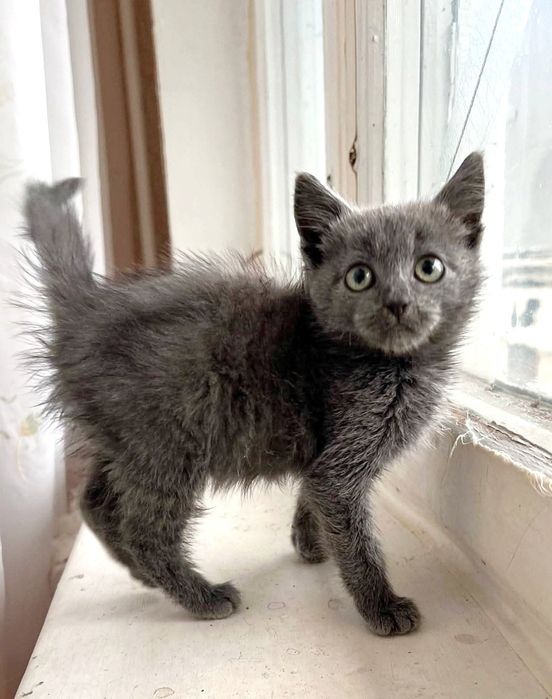 Отдам_ кошки_ котята_ леся