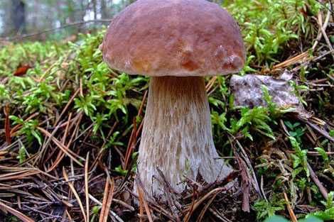 міцелій Білий березовий гриб 100грам (lat. Boletus betulicola)