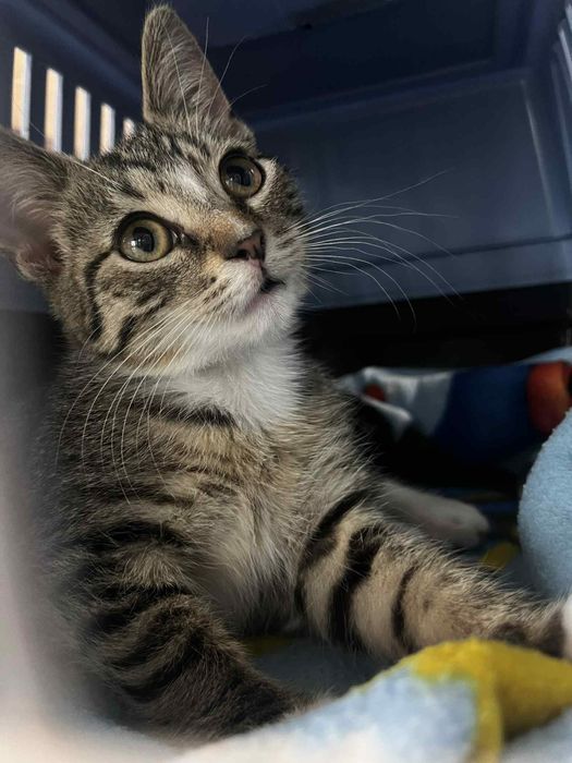 Dora - czarujące kocie dziecko