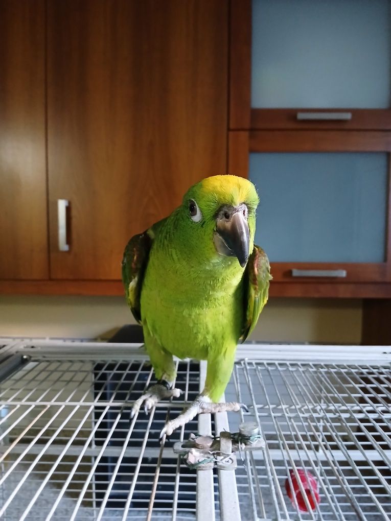 Macho de Amazonas ocrocepalo