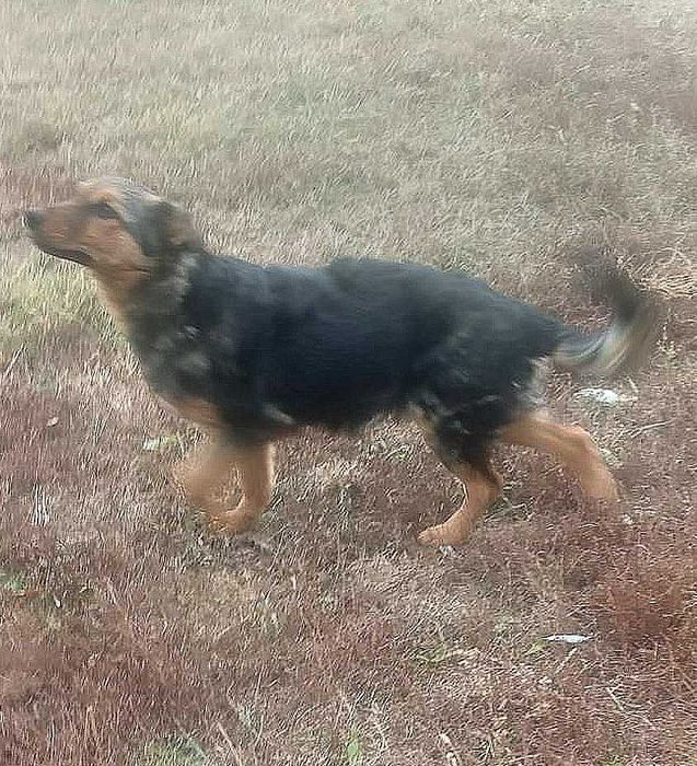 Цуценя дівчинка шукає дім