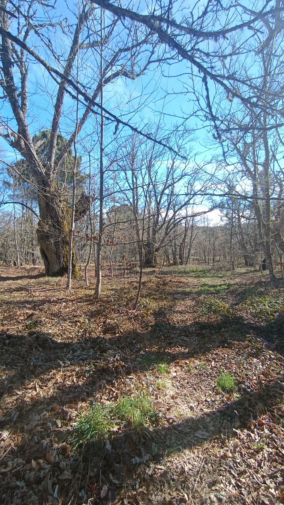 Limpeza de terrenos