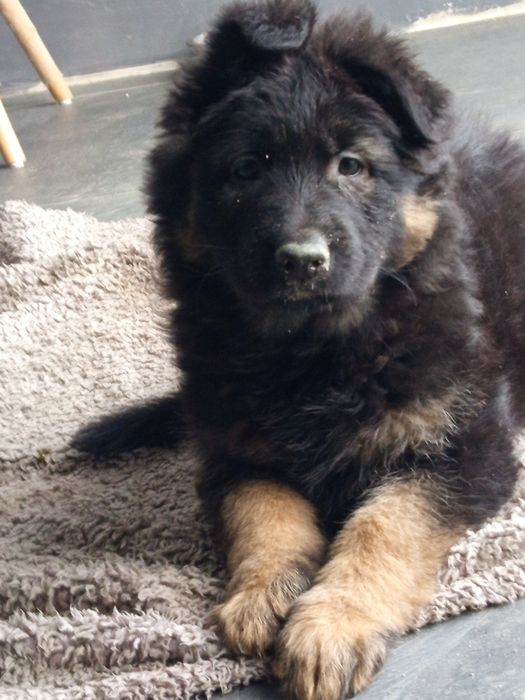 Цуценя німецької вівчарки