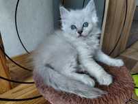 Kocięta Ragdoll Rodowodowe