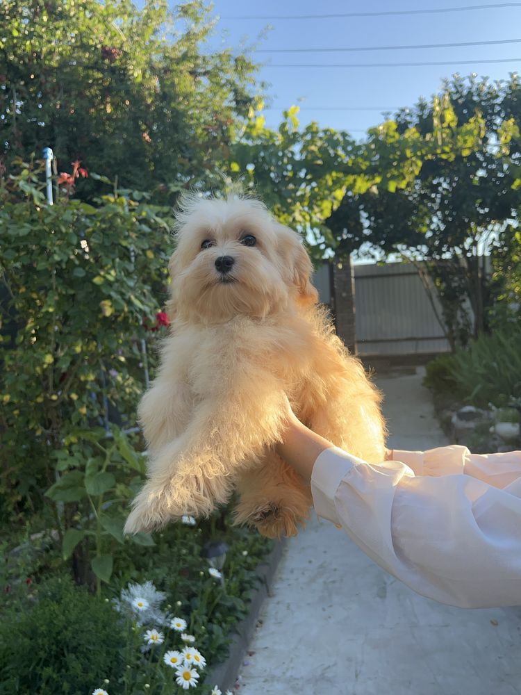 Мальтіпу ф1 , мальтипу ф1, maltipoo
