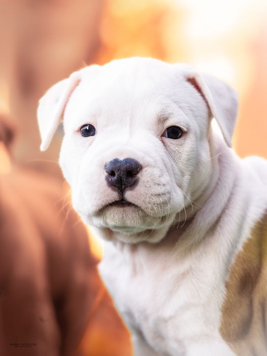 Bialutka w łatki cudna Amstaff ka Ast American STAFFORDSHIRE TERIER