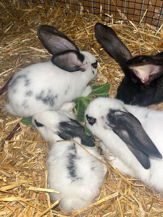sprzedam króliki srokacze i belgijskie