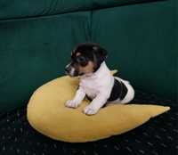 Jack Russel terrier