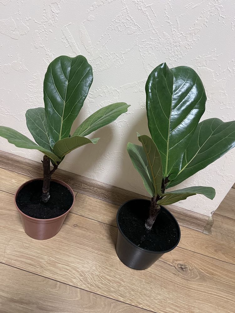 Фикус Лировидный, Фикус Лирата (Ficus lyrata)