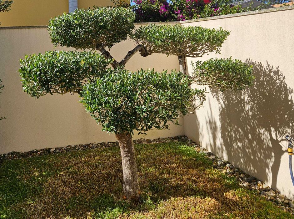 Vendo Oliveira em Bonsai
