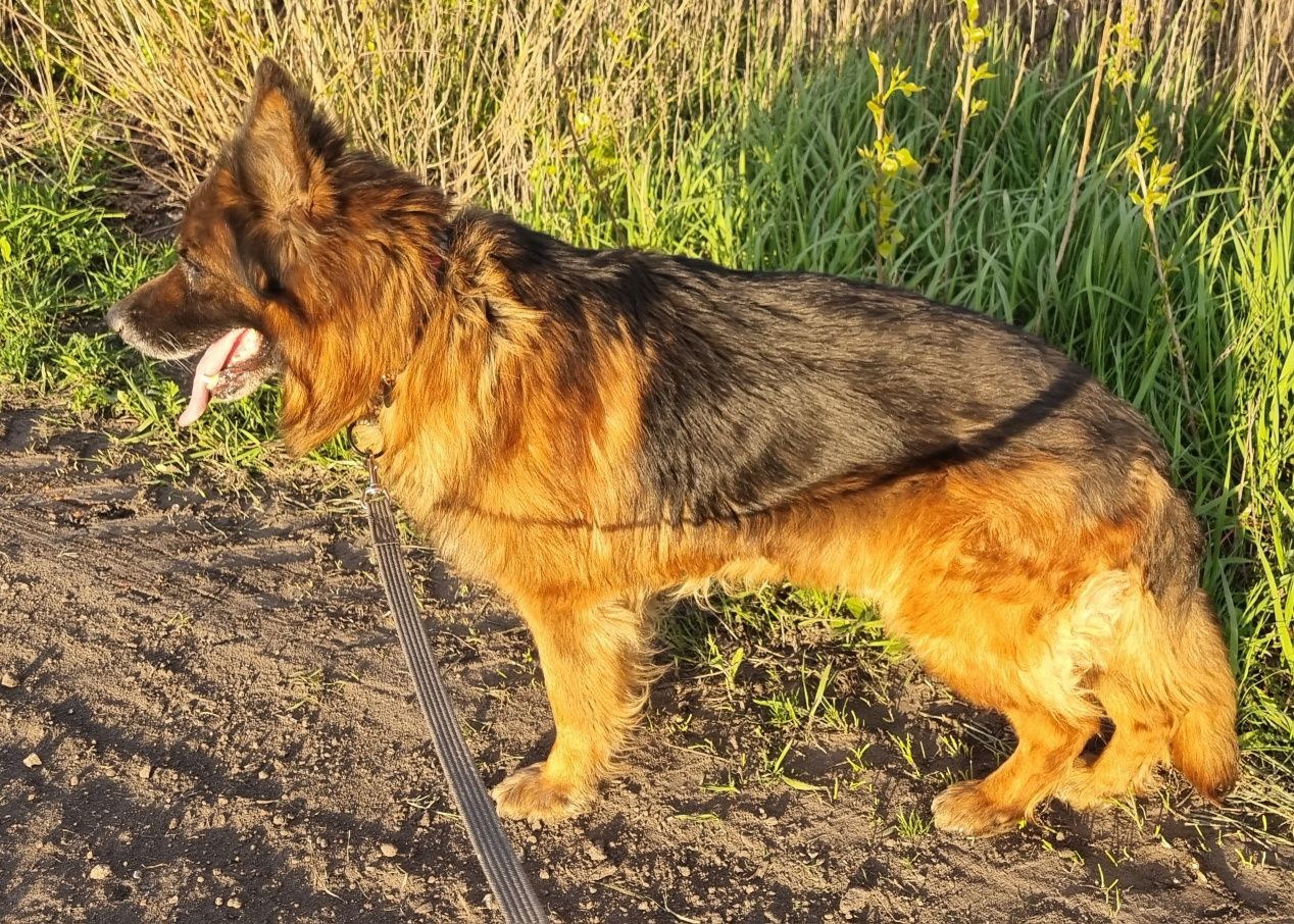 Idealny pies - owczarek do adopcji