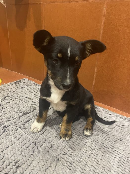 Шукаємо люблячих господарів