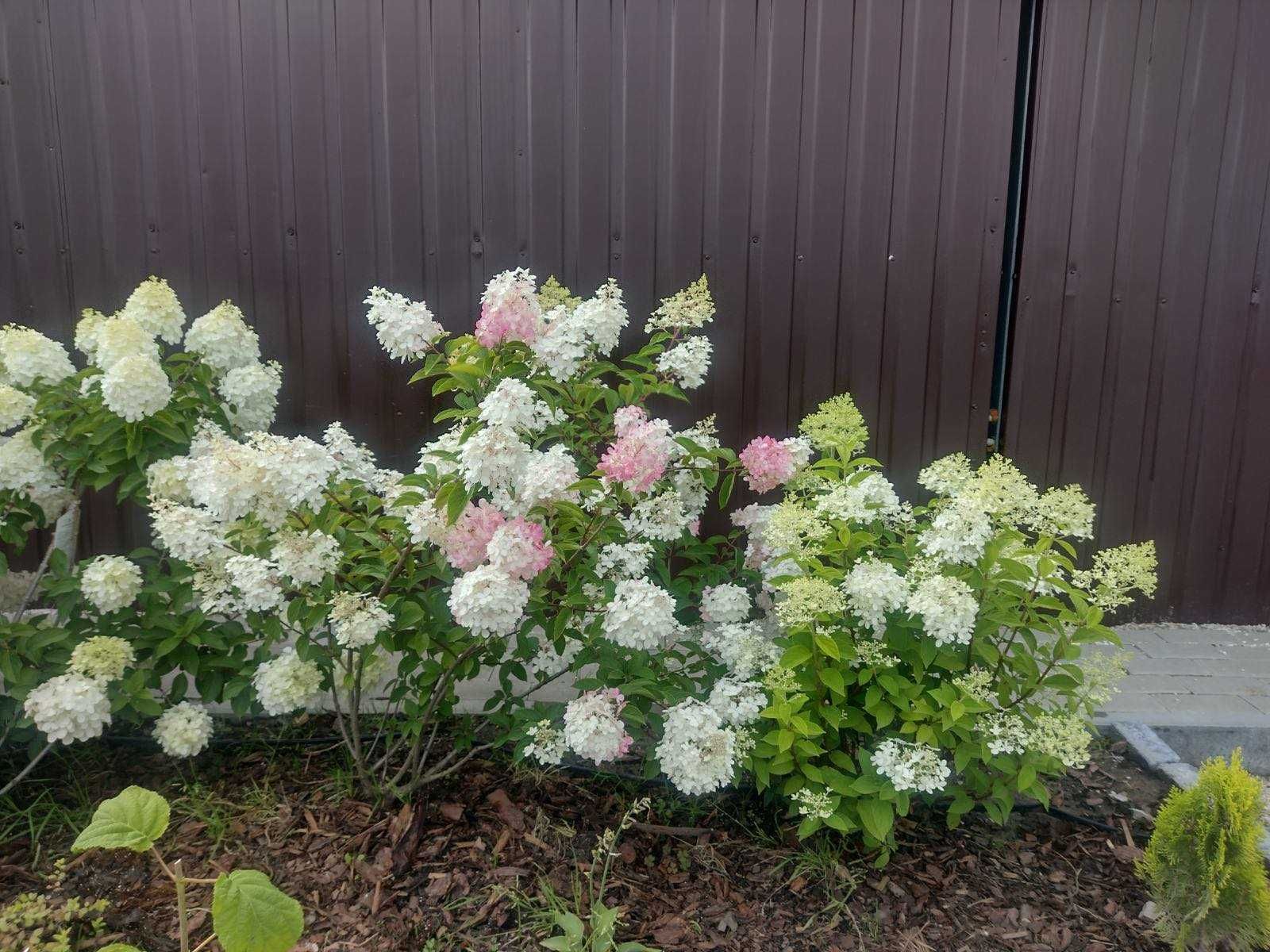 Hortensja ogrodowa, bukietowa Hortensja 1-2l 20-30 cm 9,90zł PRODUCENT