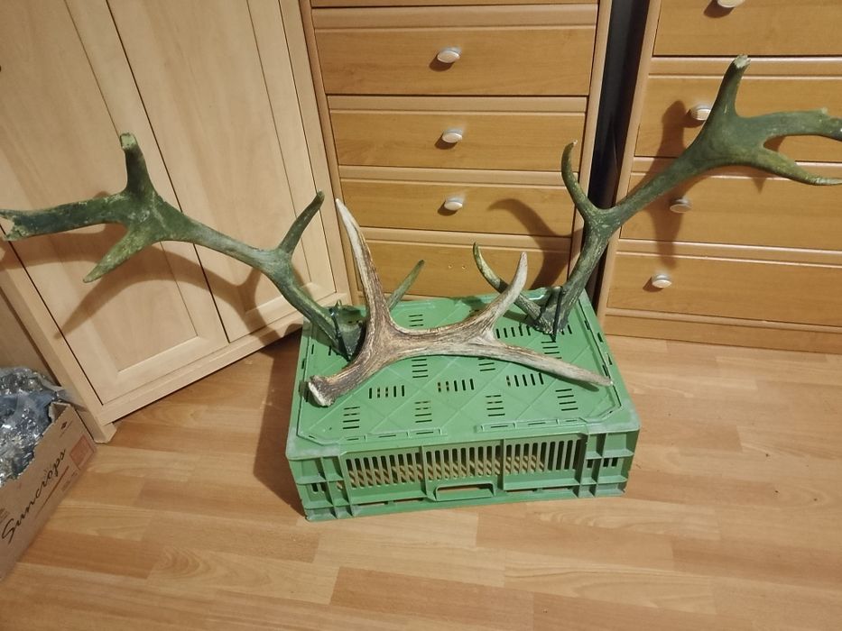 Mam do sprzedania opieńki wolowe języki Kanie i poroże