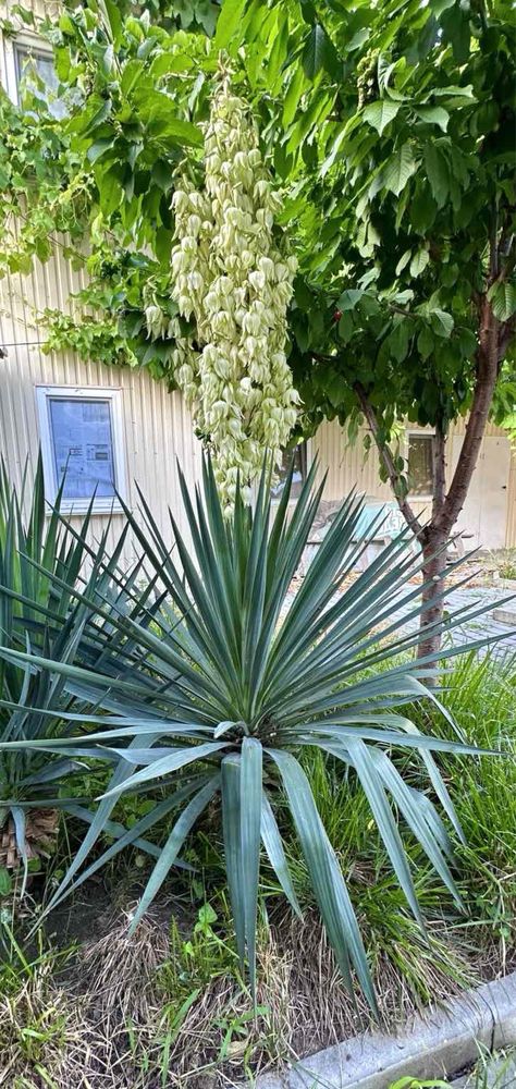 Юкка глоріоза  yucca gloriosa giant деревовидний сорт  гігант для саду