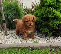 Maltipoo F1B piesek gotowy do odbioru