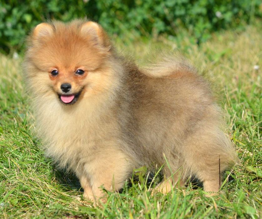 Szpic Miniaturowy Pomeranian śliczny piesek Codi ZKwP FCI