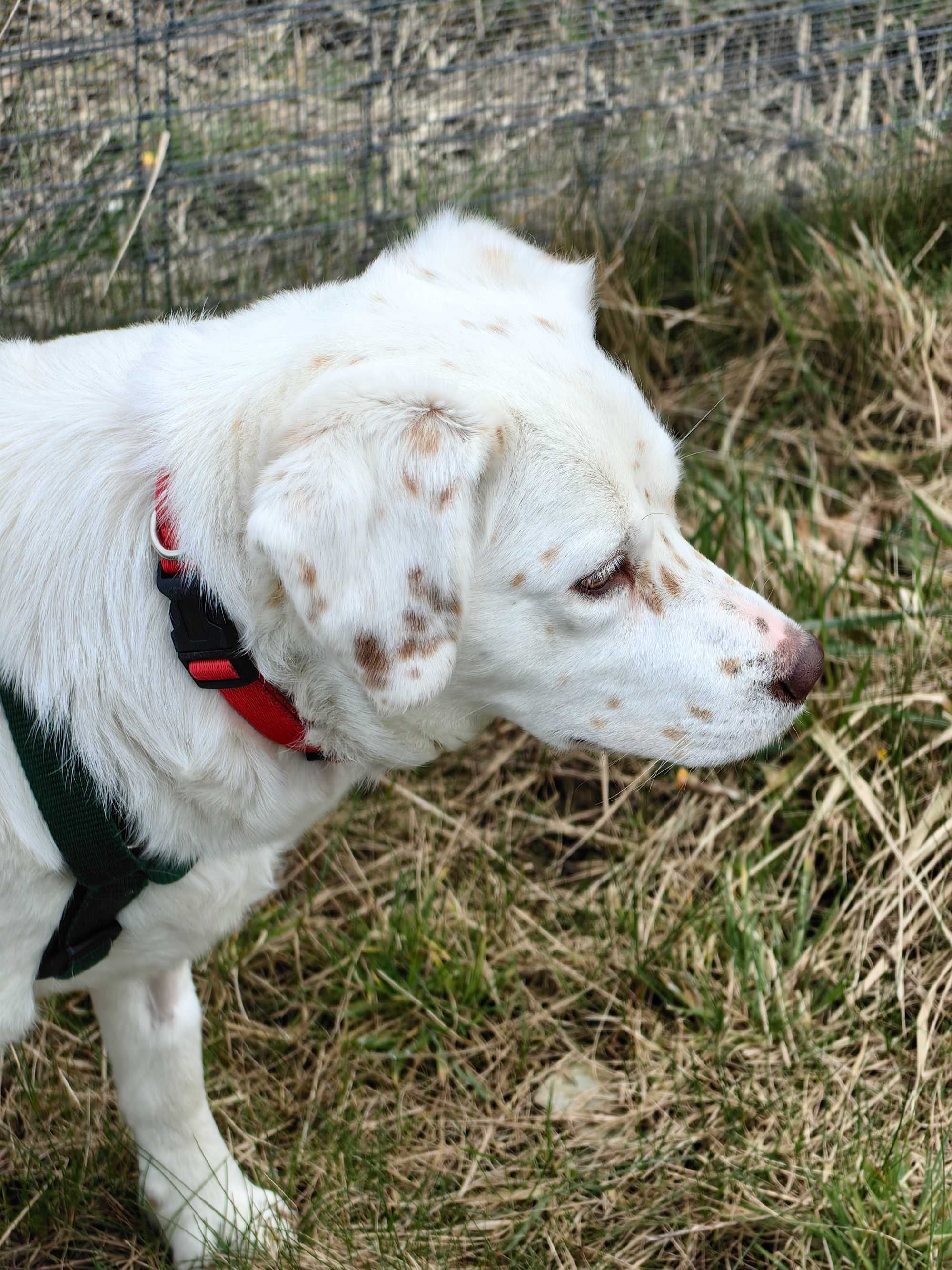 Scarlett - między dalmatyńczykiem a labradorem