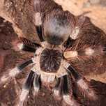 Nhandu coloratovillosus samica ok 5,5 DC
