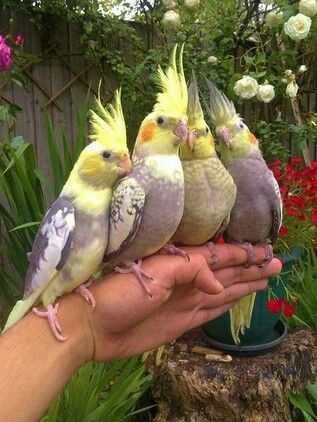 Vendo aves bebés dóceis