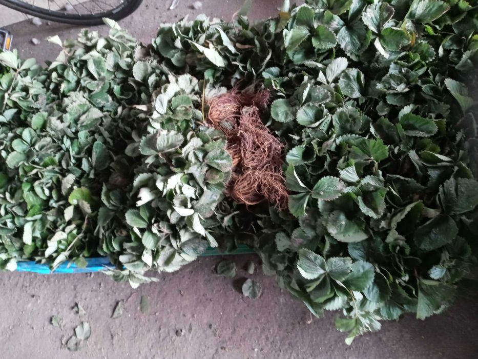 Truskawki sadzonki różne odmiany możliwa wysyłka