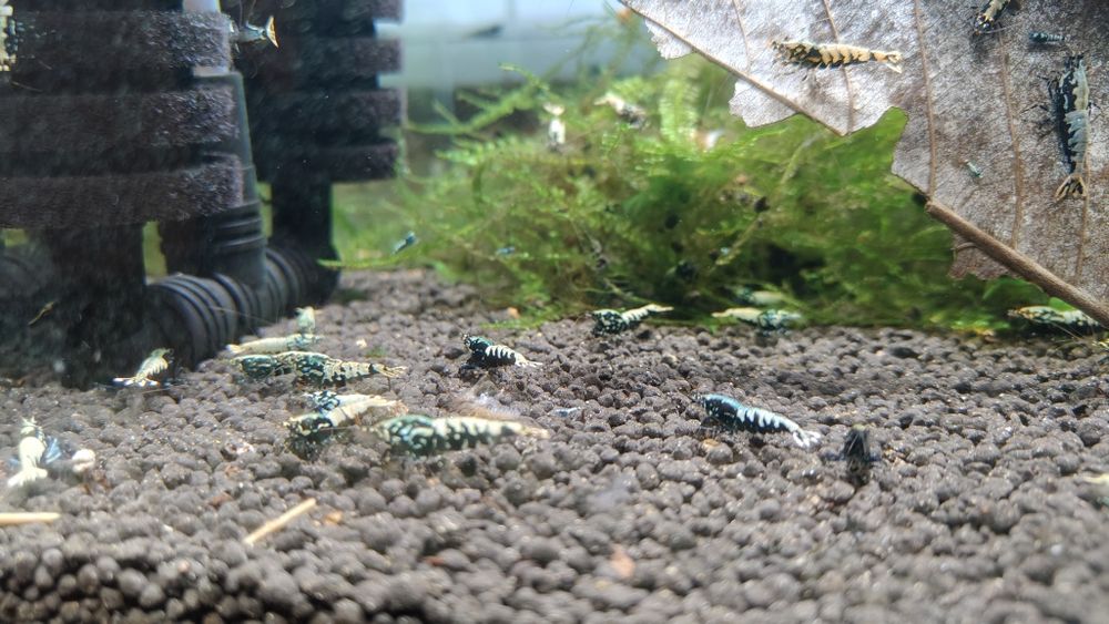 Krewetki Galaxy Black Caridina