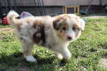 Border collie red merle tricolor