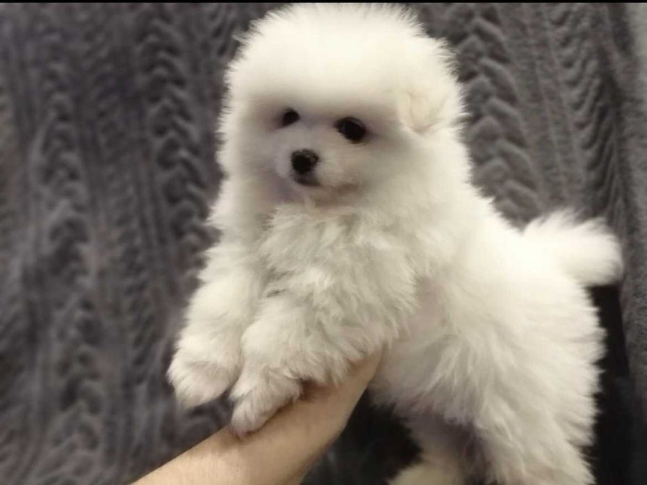 Szpic miniaturowy Pomeranian