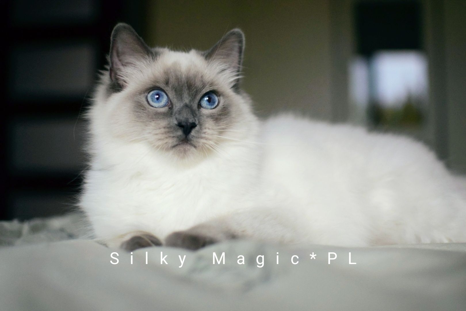 FPL Piękna koteczka RAGDOLL z rodowodem
